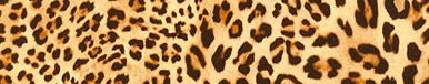 Leopard print